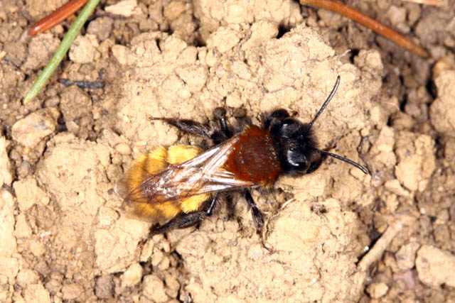 Andrena fulva - Copyright Denis Bourgeois